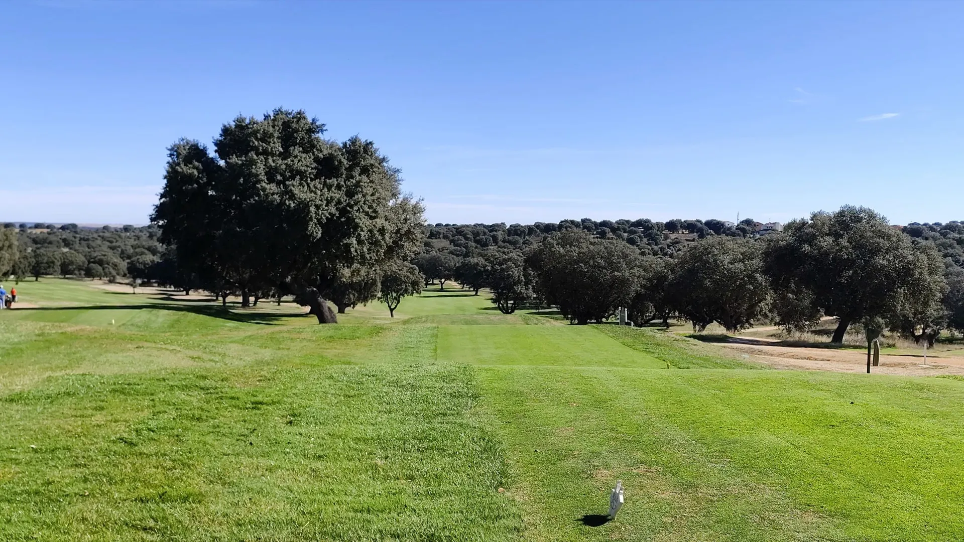 Golf fairway lined by the Zarapicos holm oaks in the Salamanca dehesa